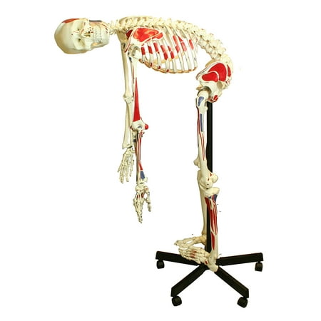Vision Scientific Full Size Flexible Human Skeleton with Muscles -67” (170cm)