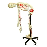 Vision Scientific Full Size Flexible Human Skeleton with Muscles -67” (170cm)