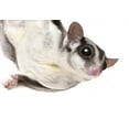 thumbnail image 2 of Sugar Glider Petaurus Breviceps Wall Mural by Wallmonkeys Peel and Stick Graphic (24 in W x 15 in H) WM313296, 2 of 4