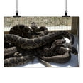 thumbnail image 2 of Print: Rattlesnake Rodeo In Opp, Alabama, 2010, 2 of 4