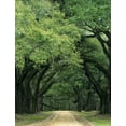 thumbnail image 2 of Flaherty, Dennis 25x32 Gold Ornate Wood Framed with Double Matting Museum Art Print Titled - South Carolina, Charleston Spanish moss on trees, 2 of 4