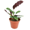 thumbnail image 3 of Calathea Rattlesnake Plant (6"+ Terracotta Pot) - Live, Healthy Houseplant for Home Office Decoration - Easy to Care Houseplant for Beginners - Beautiful Colorful Foliage Indoor Plant, 3 of 8