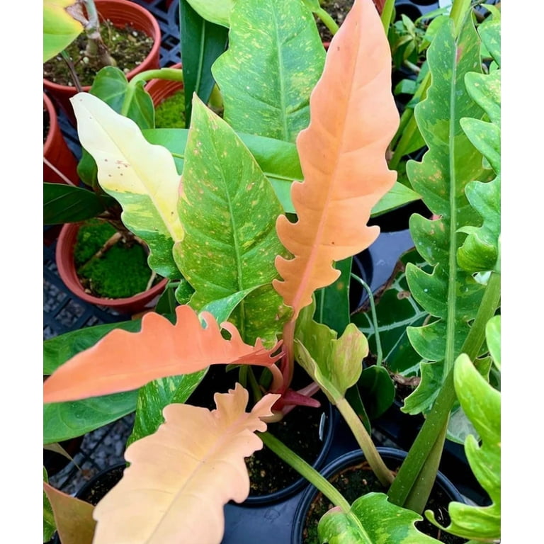 bantel's sensation snake plant latin name Sansevieria trifasciata 'Bantel's Sensation'
