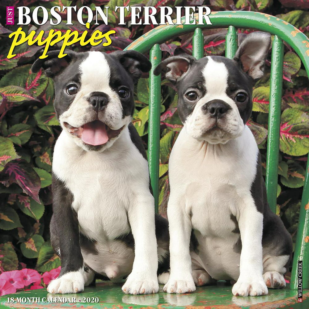 Just Boston Terrier Puppies 2020 Wall Calendar (Dog Breed