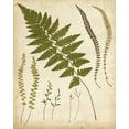 thumbnail image 2 of Heath, Francis G. 26x32 Gold Ornate Wood Framed with Double Matting Museum Art Print Titled - Fern Portfolio II, 2 of 4