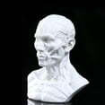 thumbnail image 3 of ziyahi Tête de Crâne d'Anatomie Modèle Humain 4 Pouces Muscle Os Tête de Crâne Dessin Blanc#2, 3 of 8