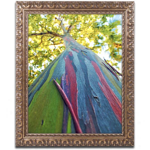 Trademark Fine Art "Rainbow Eucalyptus Tree" Canvas Art by CATeyes