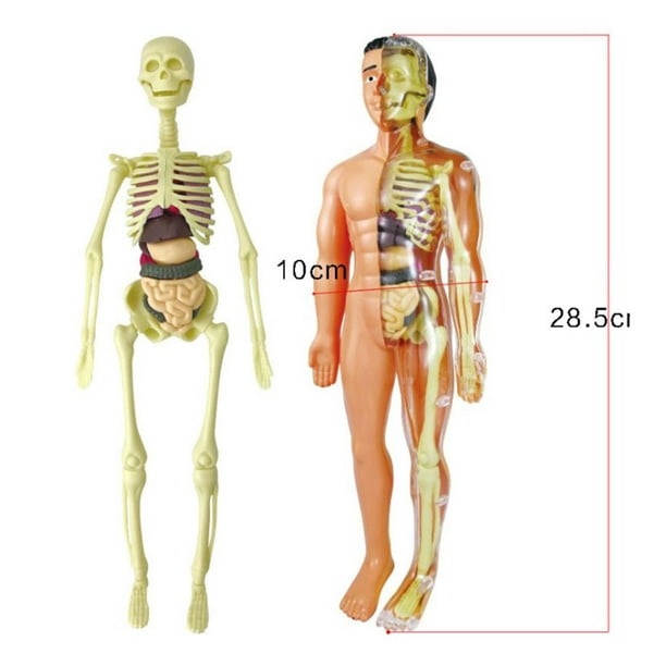 La liste des 78 organes du corps humain
