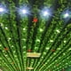 thumbnail image 1 of Planta trepadora de ratán artificial, planta de tigre, hoja de uva, hoja verde, flor falsa de plástico, tubería de agua, enredadera enrollable, decoración de techo, 1 of 2