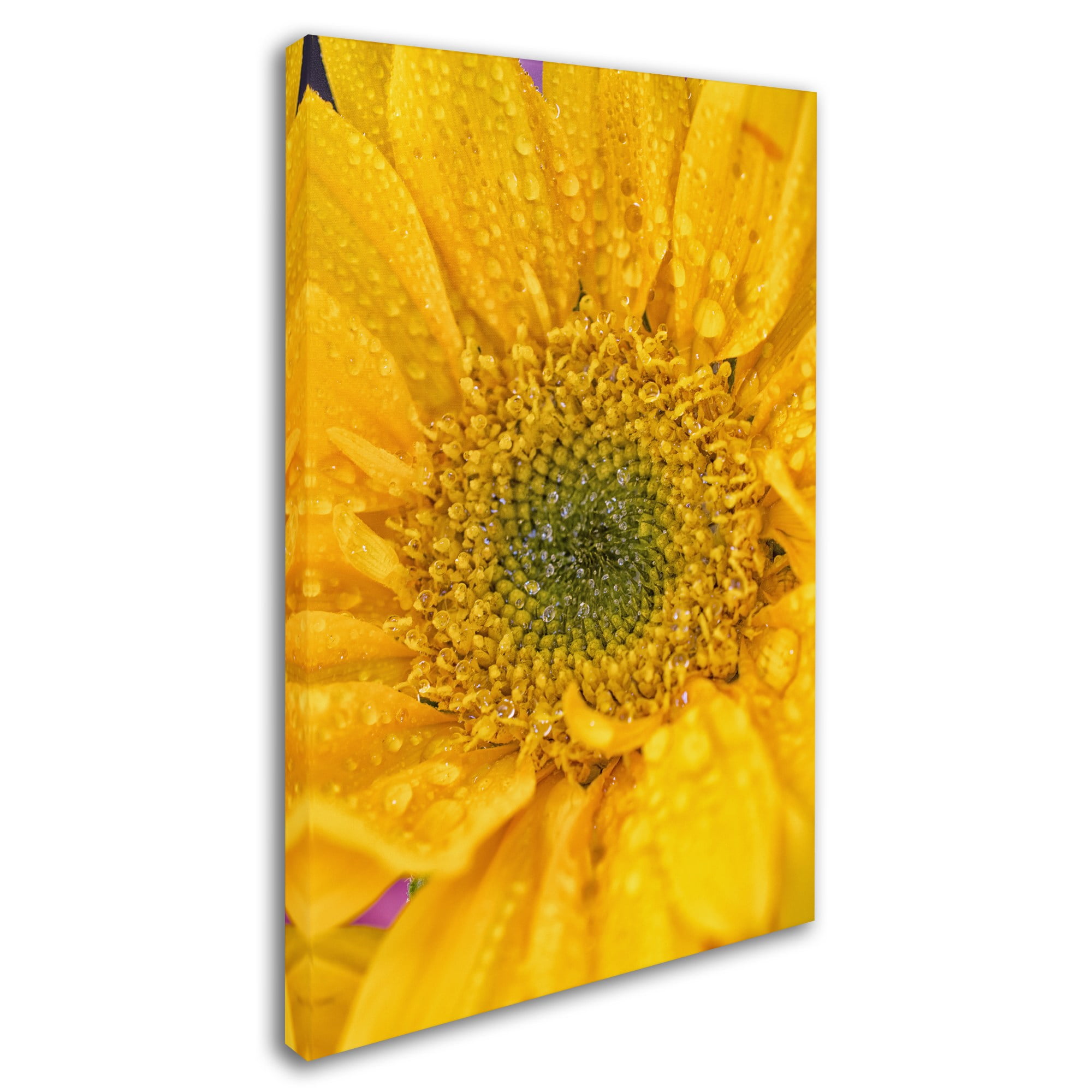 Trademark Fine Art 'Joyful Color' Canvas Art by PIPA Fine Art