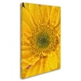thumbnail image 3 of Trademark Fine Art 'Joyful Color' Canvas Art by PIPA Fine Art, 3 of 4