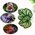 thumbnail image 4 of ShengShi 1Pcs Simulation Ornamental Leaf Betta Fish Rest Spawning Leaf Betta Fish Bed Hammock for Fish Tank Aquarium Decorations, 4 of 6