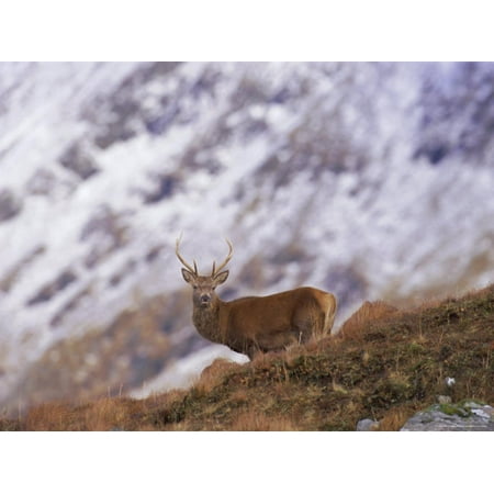 Red Deer Stag in the Highlands in February, Highland Region, Scotland, UK, Europe Print Wall Art By David