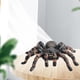thumbnail image 5 of Figuras de Araña Figuras De Araña Aprendizaje Preescolar De Juguetes Para Fiestas De Halloween Niños Pequeños Pequeña Fanmusic Figuras de Araña, 5 of 6