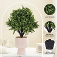 thumbnail image 2 of Poetree Set of 2 - Pre-Potted 24" High Ball Shaped Boxwood Topiary- 16" Diameter - Plastic Pot, 2 of 5