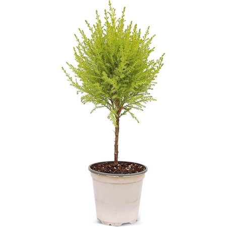 Live Goldcrest Tree, Lemon Pine, Lemon Cypress, Christmas Gift, Housewarming Gift, Fragrant Houseplant, Birthday Gift, Sympathy Gift, Plant Lover Gift in 4" Pot