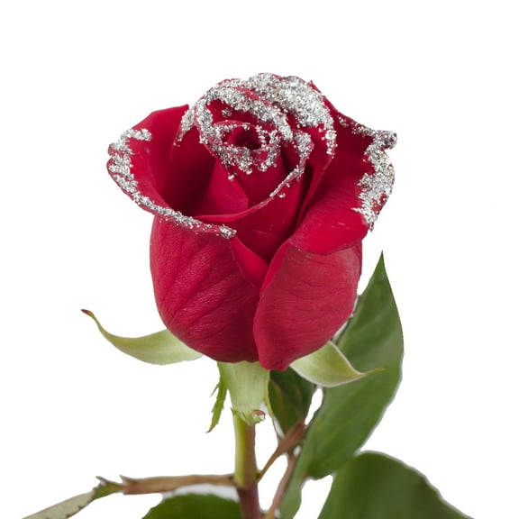Roses 100 Stems of Red Farm Direct Fresh Cut Flowers with Hand Painted Silver Glitter on the Bloom Tips by Bloomingmore