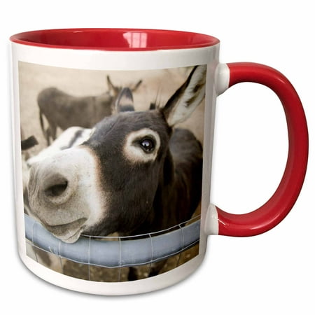 3dRose Miniature donkeys on a ranch in Northern California, USA - Two Tone Red Mug, (Best Ranches In California)