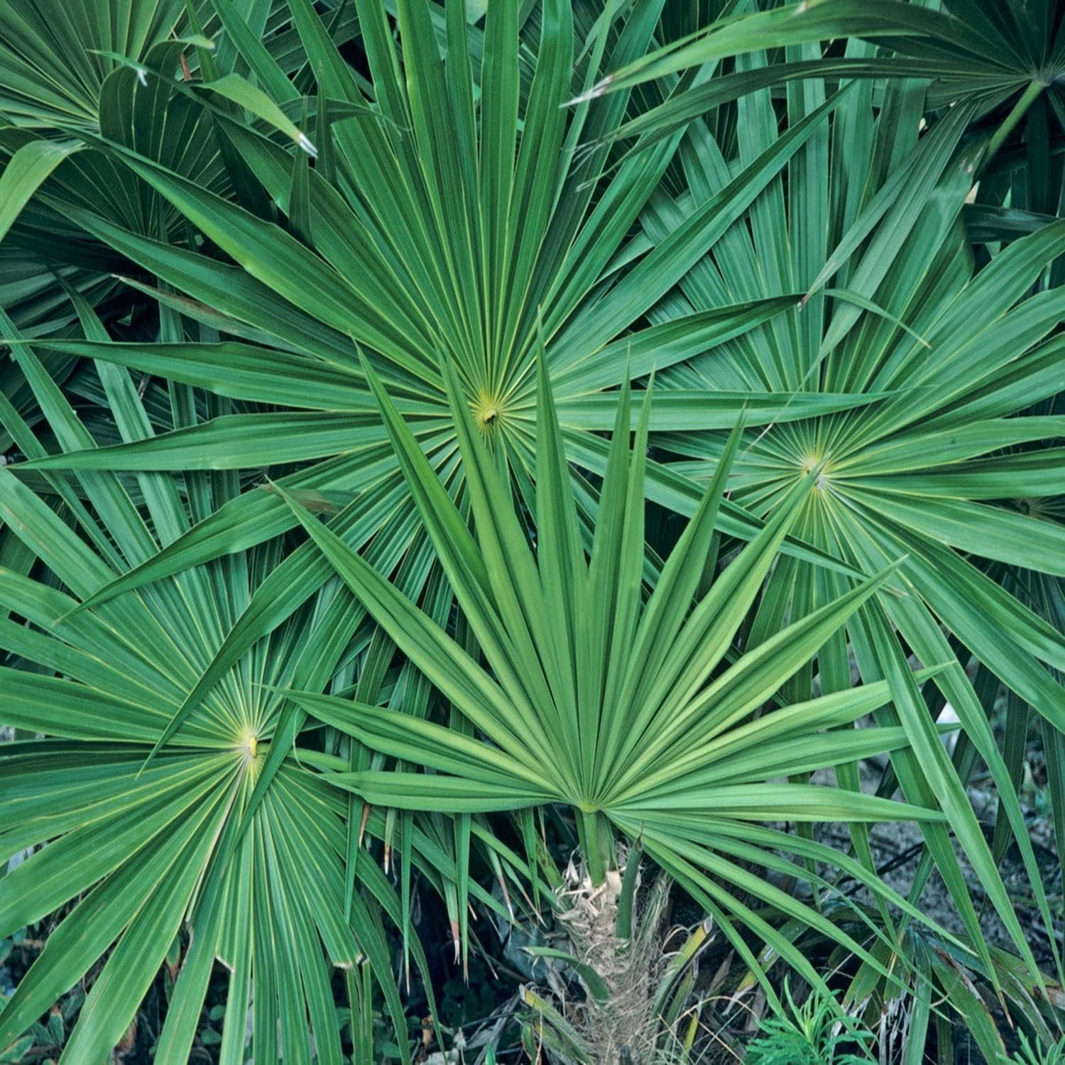 Green Saw Palmetto - 5 Live Plants in 4 Inch Growers Pots - Serenoa Repens Green - Native Ornamental Palms from Florida