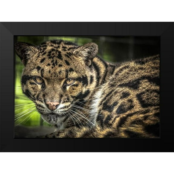 Ronin 14x11 Black Modern Framed Museum Art Print Titled - The Nevel Panther