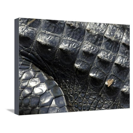 Great Wall Hyde Park Hide of an Alligator, a Threatened Species, Everglades National Park, Florida Stretched Canvas Print Wall Art ()