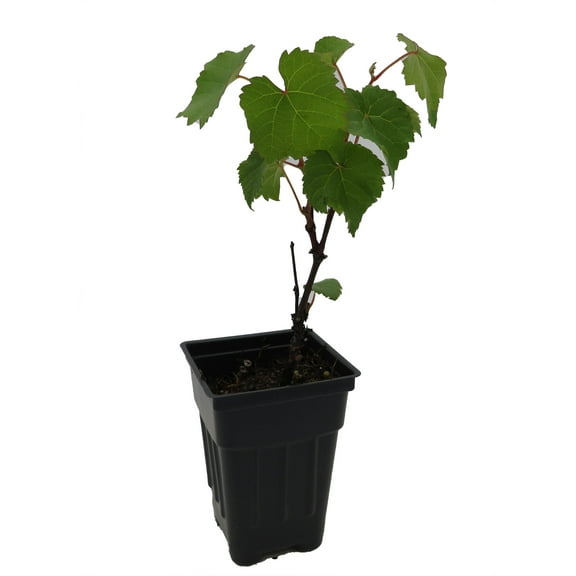 Jupiter Grape - Seedless Grape Plant - Vitis - 2.5" Pot - No Shipping to Washington State or Oregon