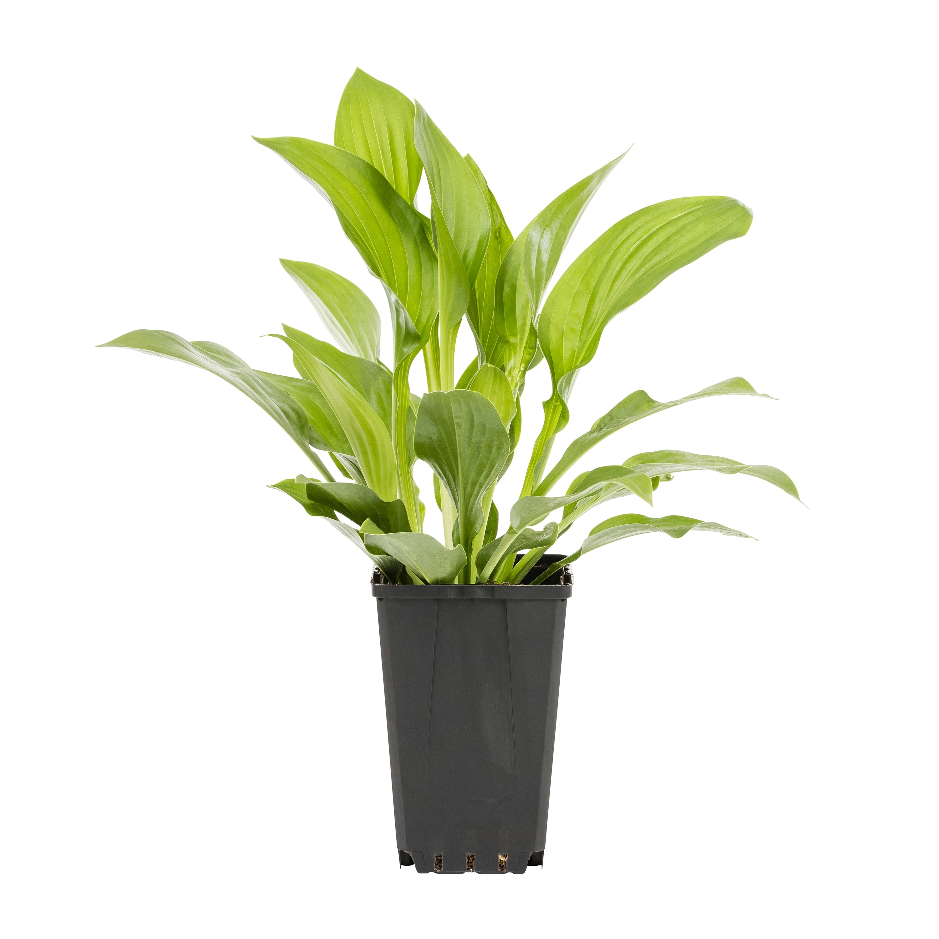 Expert Gardener Hosta Live Perennial Plant, 1.5PT Grower Pot, Green, 5-Pack