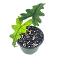 thumbnail image 3 of BubbleBlooms Alocasia Jacklyn, Tandurusa, Extremely Rare Alocasia Jaclyn, 4 inch Pot, 3 of 9