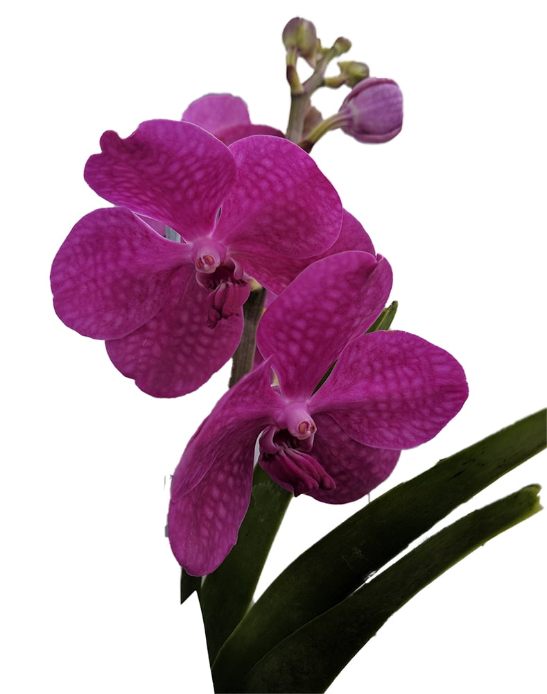 Pink Vanda Orchid 4" Orchid Basket Live Plant