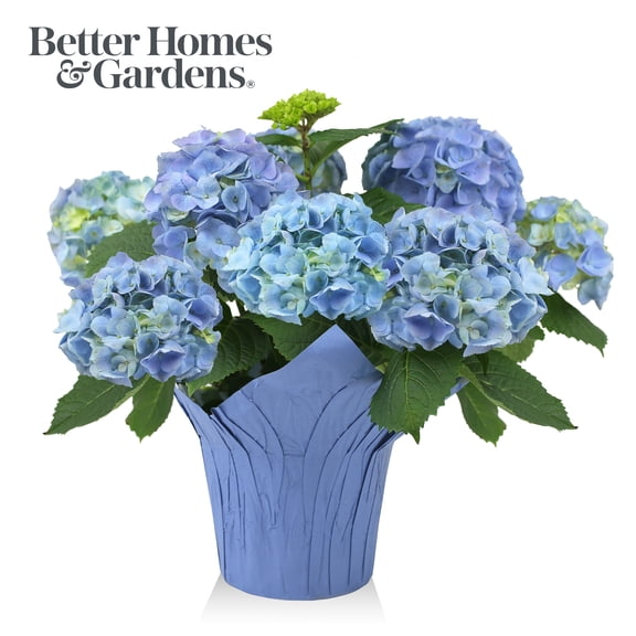 Better Homes & Gardens Blue Hydrangea Live Plant