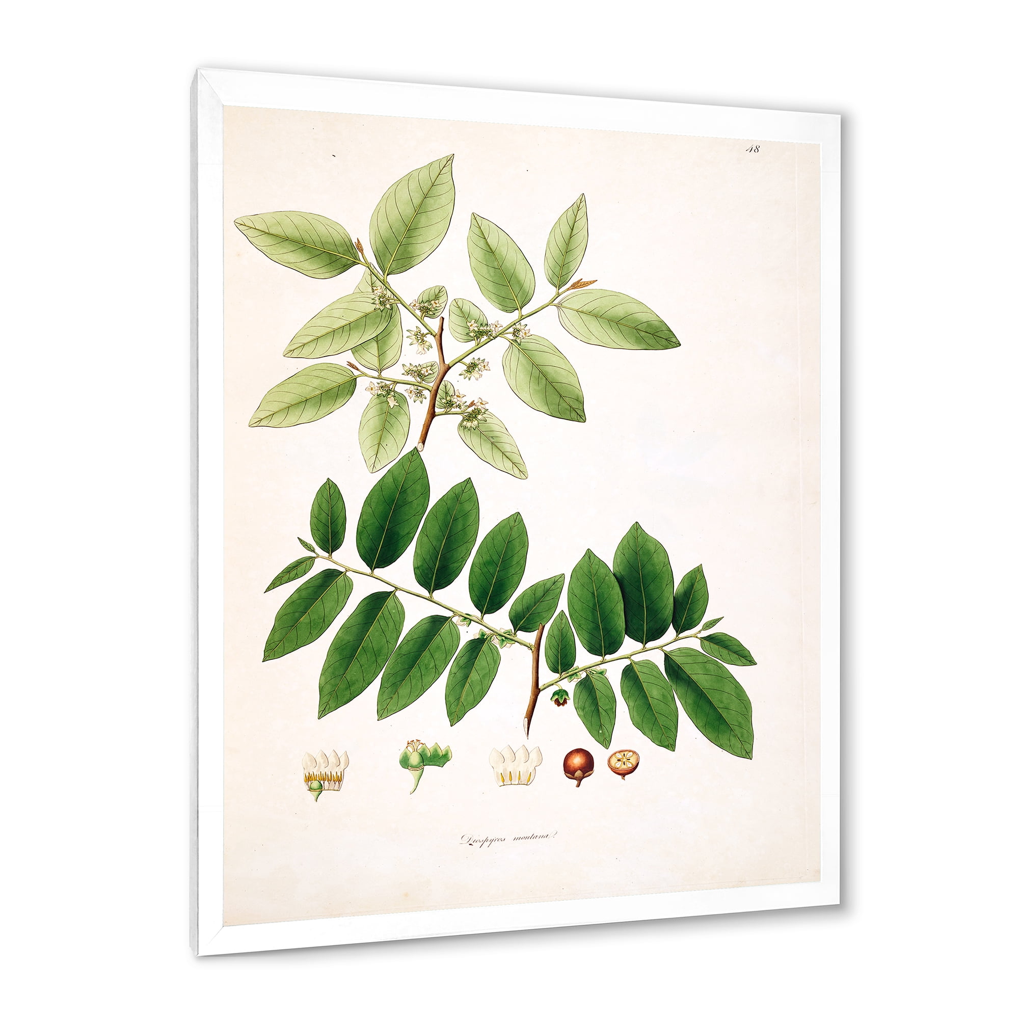 Designart 'Ancient Botanicals XIV' Farmhouse Framed Art Print