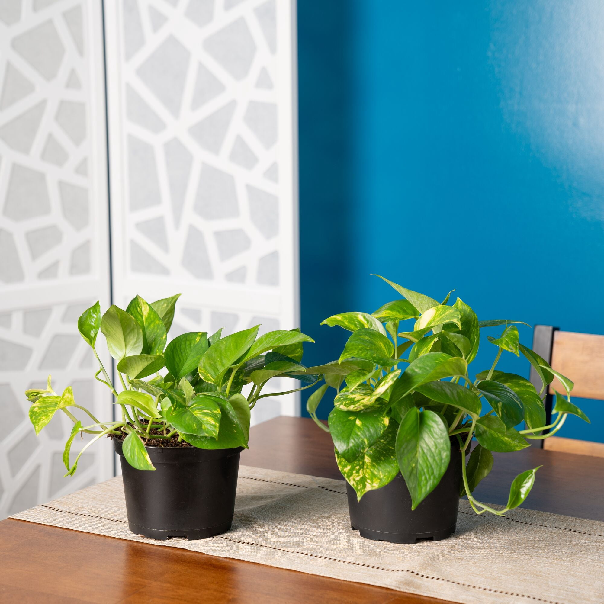 Costa Farms Plants with Benefits Live Indoor Plant 10in Tall Golden Pothos in 6in Grower Pot