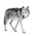 thumbnail image 2 of Mackenzie Valley Wolf 8 Wall Decal by Wallmonkeys Peel and Stick Graphic (48 in H x 47 in W) WM102790, 2 of 4