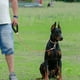 thumbnail image 3 of correa para perros fácil de limpiar correa de entrenamiento para perros correa para perros para masticar o cachorros para la dentición MFZFUKR CPB-US-DYP312-3, 3 of 5