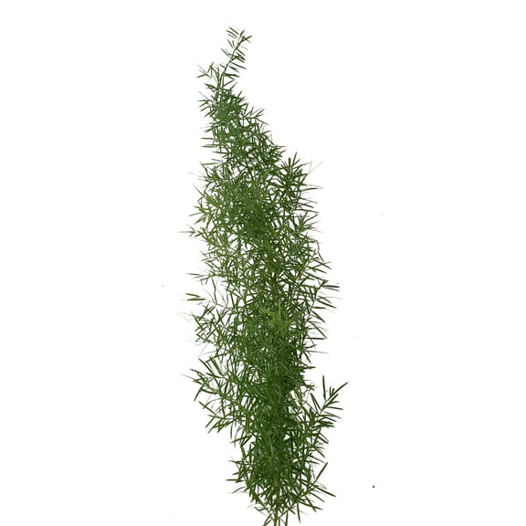 Bloomingmore Everyday Greenery Sprengeri Fern - Farm Direct Fresh Cut Flowers - 160 Stems