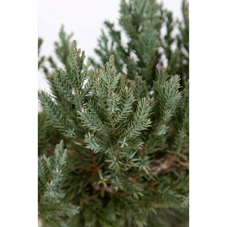 Parsoni Juniper, ornamental, ground cover, evergreen (Excludes: AZ, (Best Evergreen Ground Cover)