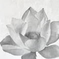 thumbnail image 2 of Kimberly, Allen 20x20 Black Ornate Wood Framed with Double Matting Museum Art Print Titled - Lotus 3, 2 of 4
