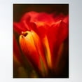 thumbnail image 2 of Moody Clivia Poster Wall Art, Modern Wall Decor For Living Room Bedroom, 8x12 UNFRAMED, 2 of 3