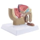 thumbnail image 3 of 1:2 Male Pelvic Sagittal Section Testicular Prostate Bladder Rectal Urinary System Model, 3 of 5