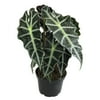 ELEMENT BY ALTMAN PLANTS 6" Alocasia Amazonica Pol