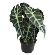 ELEMENT BY ALTMAN PLANTS 6" Alocasia Amazonica Polly Elephant Ear Plant, Office Desk Plant Decor, Plants for Living Room Decor Real Plants Indoor, Tropical Plants Live Plants Indoor Live Houseplants