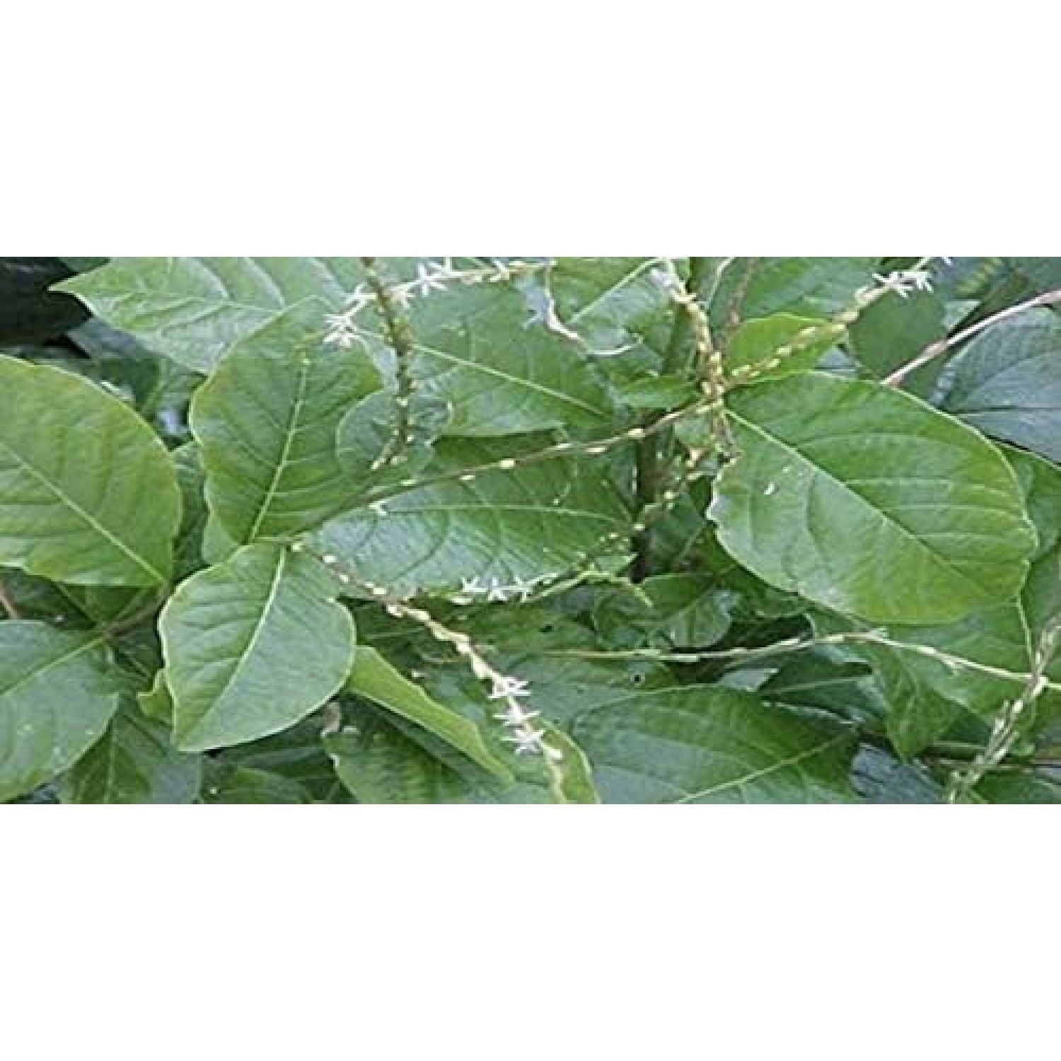 Anamu Full Plant with Roots/Planta de Anamu con Raiz.(We Suggest, Do not Choose Standard Shipping Because You Will Receive The Plant Dry, Died or Broken)