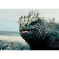 thumbnail image 2 of CafePress - Marine Iguana - Scroll Ornament, 2 of 3