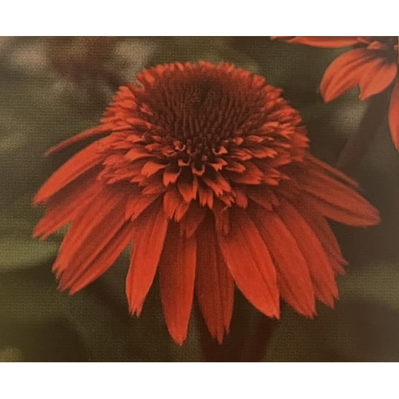 Double Scoop Strawberry Coneflower - Echinacea - Fragrant - 2.5" Pot