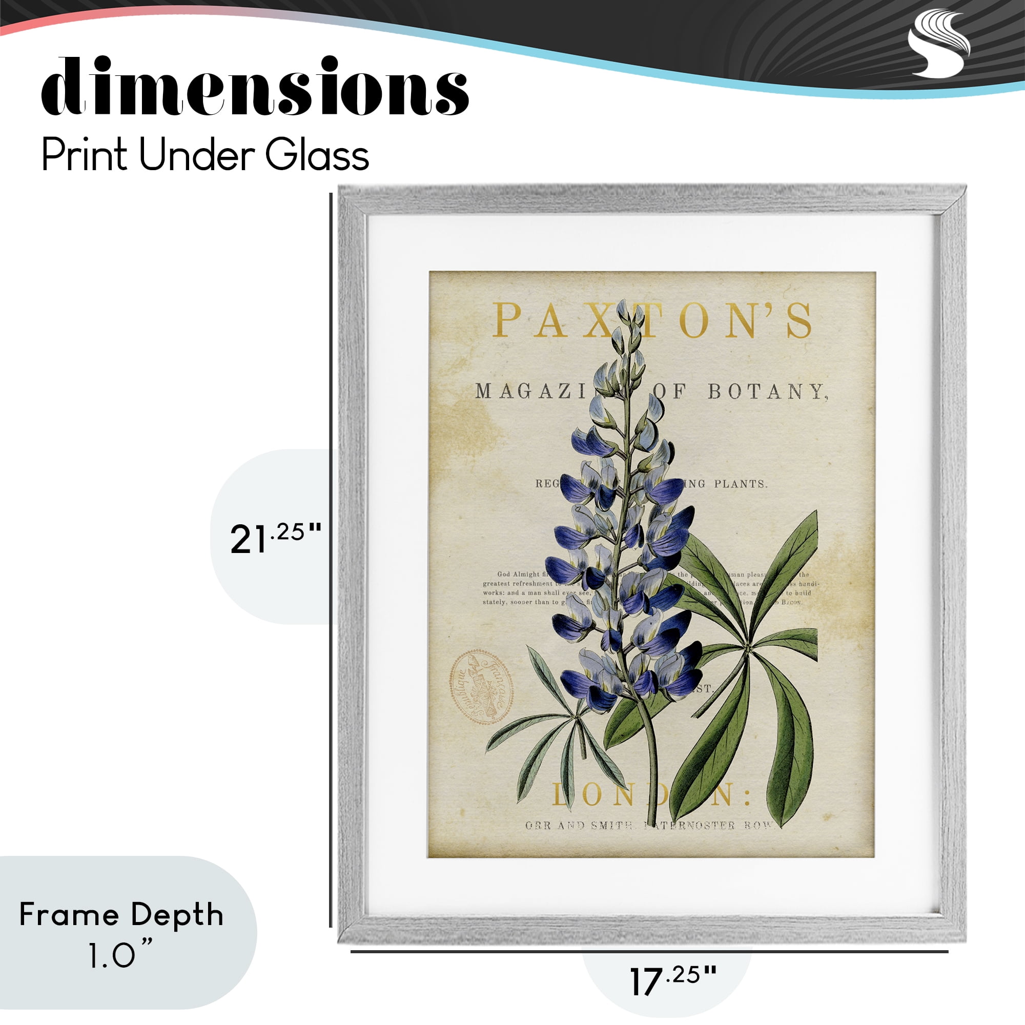 Stupell Industries Natural Botany Lupine Gray Framed Print Under Glass, design by Susan Arnot