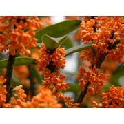 Orange Flowering Fragrant Tea Olive (osmanthus) - Live Plant - ( 2.5 QT )