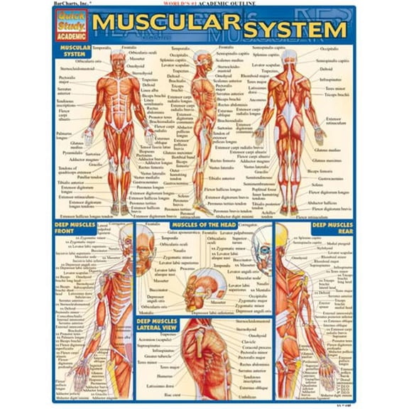 BarCharts- Inc.  Muscular System