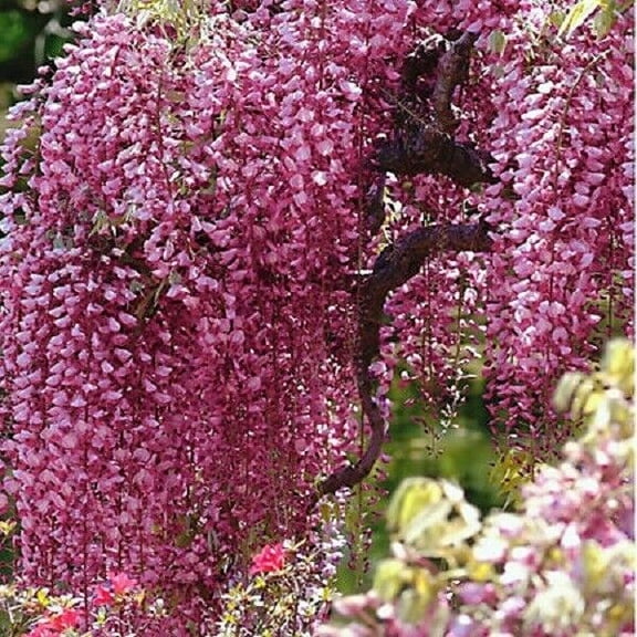 5 Bright Pink Chinese Wisteria Seeds