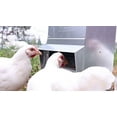 thumbnail image 4 of RentACoop Galvanized Chicken Tough Feeder, Weatherproof Poultry Food Dispenser with Lid, 4 of 8