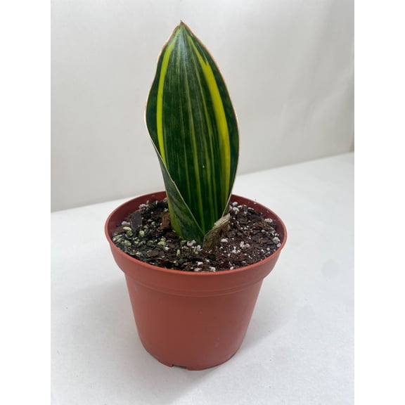 Variegated Shark Fin Snake Plant | Live Indoor Plant | Easy to Care | Natural D√©cor, 4" Pot, Easy Care, Live Plant for Indoor & Outdoor
